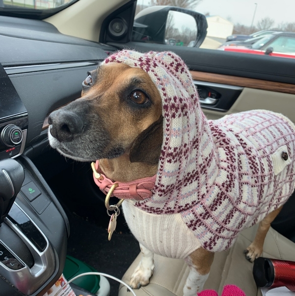 Meet your Posher, Brie! - Picture 4 of 9